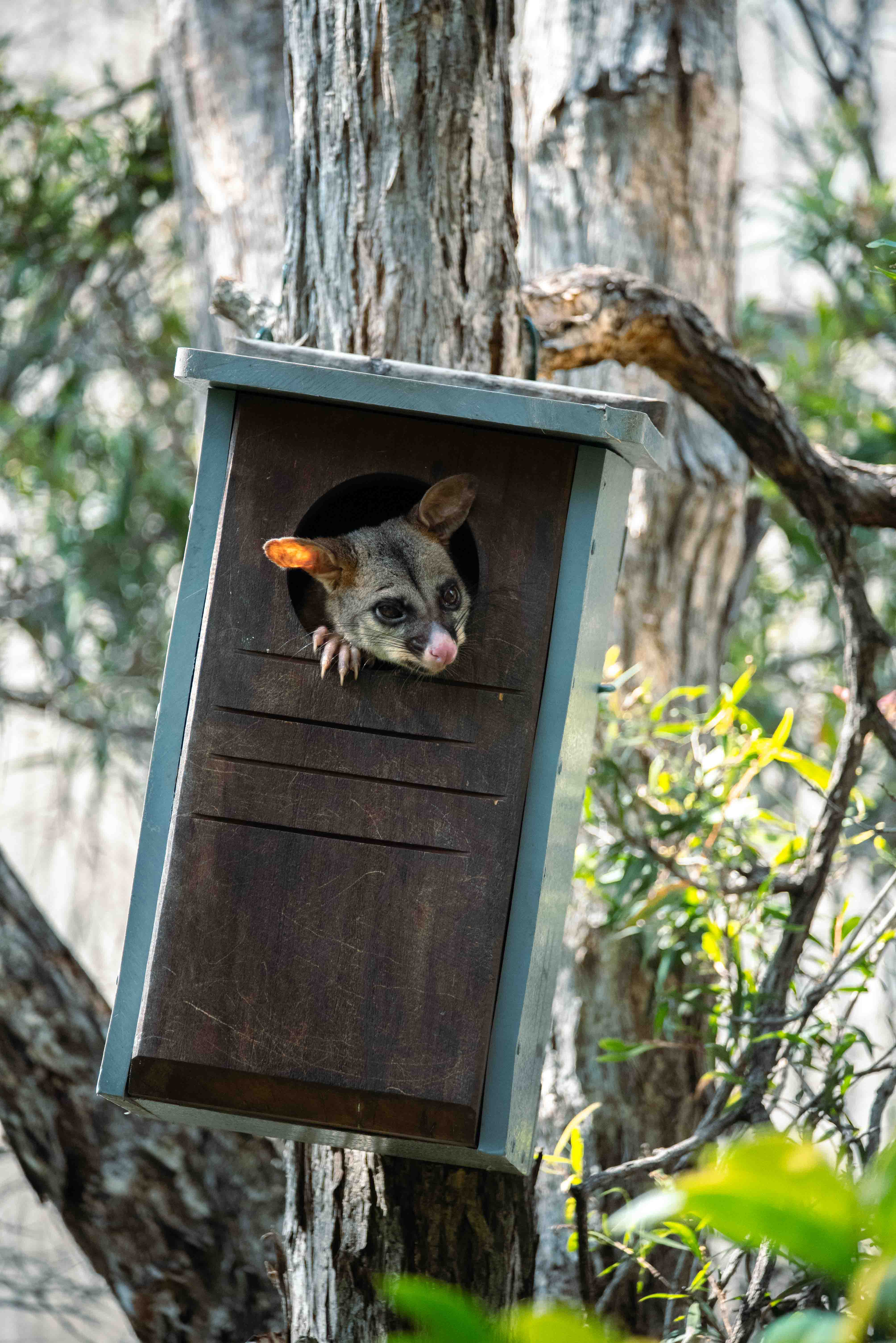 Possum looking out of possum box